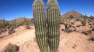 LIFECYCLE OF THE FAMOUS SAGUARO CACTUS