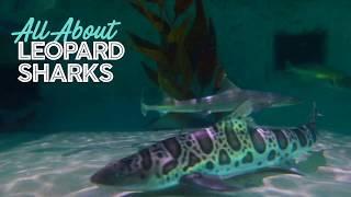 Birch Aquarium: All About Leopard Sharks