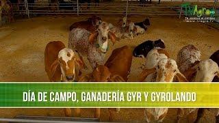 Dia de Campo, Ganaderia Gyr y Gyrolando- TvAgro por Juan Gonzalo Angel