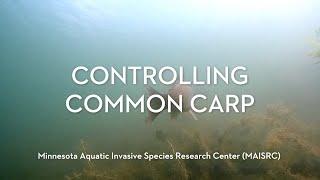 Common carp control