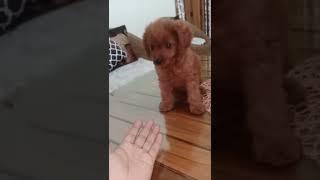 puppy video#short