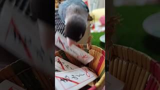 ボタンインコの恋みくじ今日の運勢は? #shortsfeed