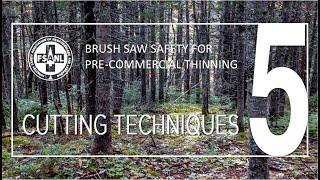 Brush Saw Safety for Pre-Commercial Thinning | Video Five | Brush Saw Cutting Techniques