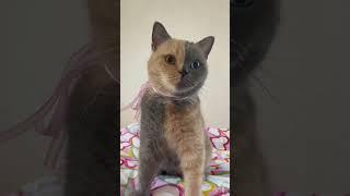 coquette cat #coquetteaesthetic #coquette #catvideos #catlover #britishshorthair #chimeracat