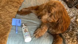 No more harmful chemicals with Dog Detangler Lavender Spray!