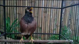 صوت طائر المينا المينة الشائعة song call Common myna | mynah bird