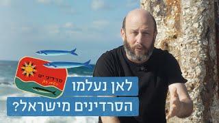 לאן נעלמו הסרדינים מישראל? 