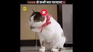 shocking fact about tigers,  !! Scroll With rtk