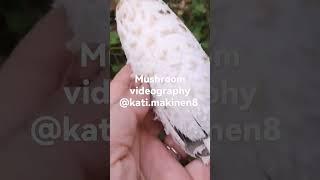 @katimakinen8647 #shortmovies #Shorts #Nature #Mycology #Maturemushroom #Spores #Hypha #Mycelium