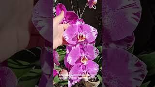 Орхидеи: мои руководители или источник вдохновения?  #орхидеи #orchid