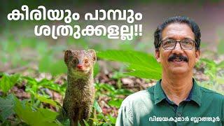 കീരി പാമ്പിനും മീതെ ആയതെങ്ങനെ  Mongoose and snakes are not enemies #കീരി #പാമ്പ്  #animalfactsvideos