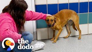 No One Gave This Shy Shelter Pup A Chance Until... | The Dodo