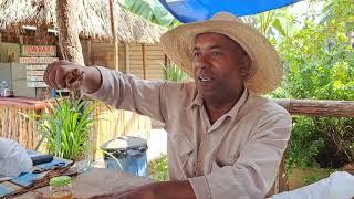 Making of Cuban cigar