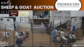 1/7/2025 - Producers Livestock Auction Company Sheep & Goat Auction