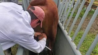 Banding our bulls with Callicrate bander tool.