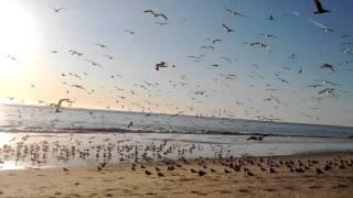 massive cloud of seagulls in malibu Zuma beach