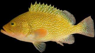 Facts: The Calico Grouper (Speckled Hind)