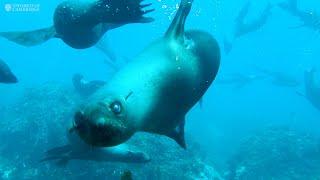 The mystery of the Juan Fernández Fur Seal