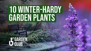 10 Winter-Hardy Plants ️ ️ That Will Survive the Coldest Temperatures!