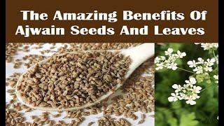 The 8 Amazing Health Benefits Of Ajwain Plant  - Get Bishop's Weed Benefits |HealthyPunchToday|