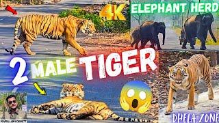 2 MALE TIGER SIGHTING  ON ROAD WALK & ELEPHANT HERD WITH BABY'S JUNGLE SAFARI DHELA ZONE | PART 1