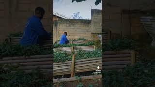 Culture des fraises en backs