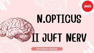 N.Opticus (II juft nerv) | nevrologiya kursi | #imed #imedteam