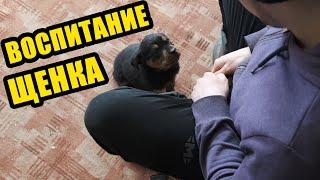 Первое с чего надо начать. Воспитание щенка ротвейлера 2 месяца. Зрительный контакт.