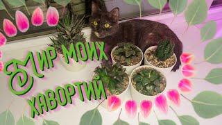 Мир моих любимых хавортий
