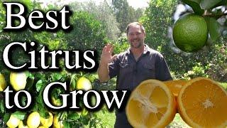 Top Five Citrus Fruit Trees To Grow in Your Backyard