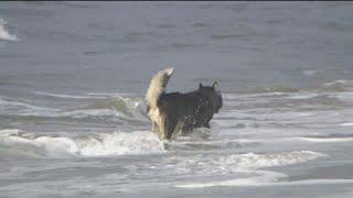 Oceanside looking to open a dog beach