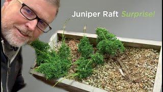 Bonsaify | Juniper Raft Style Bonsai Early Development Steps