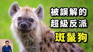 號稱「非洲二哥」，有太多不為人知的秘密，動物界的經典反派！斑鬣狗原来不是狗，反而更像貓科動物！ #動物 #斑鬣狗 #非洲 #獅子 #貓科動物