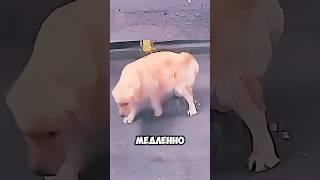 Вас Точно Удивит Что Случилось С Щенком!