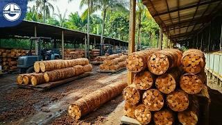 Harvesting The Worlds MOST EXPENSIVE Tree Bark To Produce Cinnamon