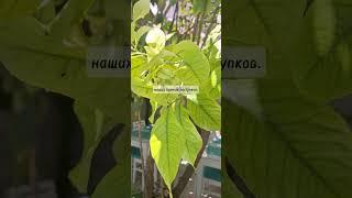 #мусульманскиерусские #ислам #вера #вераидуховность #община #муслима #исламскаяинформация #хадисы