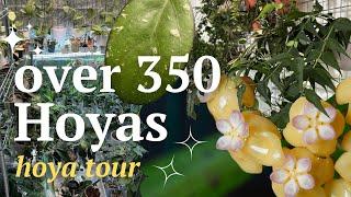 Hoya tour 2023: See my collection of over 350 hoyas in one room | Episode 1