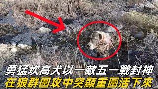 勇猛坎高犬以一敵五，一戰封神，在狼群圍攻中突顯重圍活下來#坎高犬 #牧羊犬 #狼群 #牧民