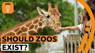 Should zoos exist? | BBC Ideas