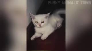 Funny  Dogs And Cats | Animal Comedy Club #funnycatsanddogs