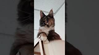 Too Perfect to Be Real! Meet This Maine Coon