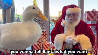 Duck X Santa (christmas collab)