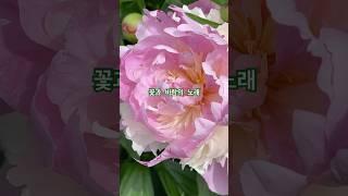 꽃이 부르는 바람의 노래