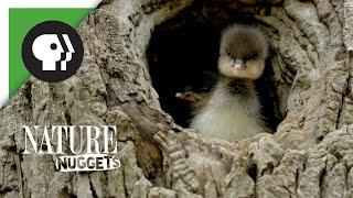 Ducklings Leave the Nest | NATURE Nuggets