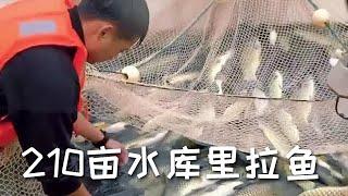 【戶外捕魚vlog】花55萬在210畝水庫裏拉魚，起上來的魚真是出乎意料..#三農