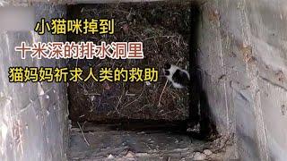 救助流浪猫，小猫被困在10米深的通道里，猫妈妈每天守护着小猫！【小墨记录者】