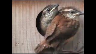 Carolina Wren Babies FYV