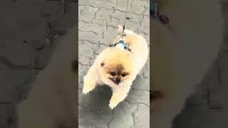 누렁 신난다~~~! #dogvideos#강아지산책#강아지쇼츠#포메라니안#pomeranian#shortsyoutube#puppyvideos#dogshorts#shortsvideo