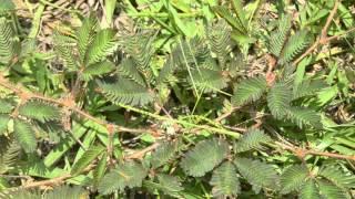 Dormilona ( Mimosa Pudica)  Sensitive Plant