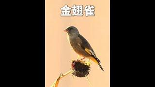 金翅雀，一隻活的逍遙自在的傻鳥！ #金翅雀 #動物解說 #鳥類